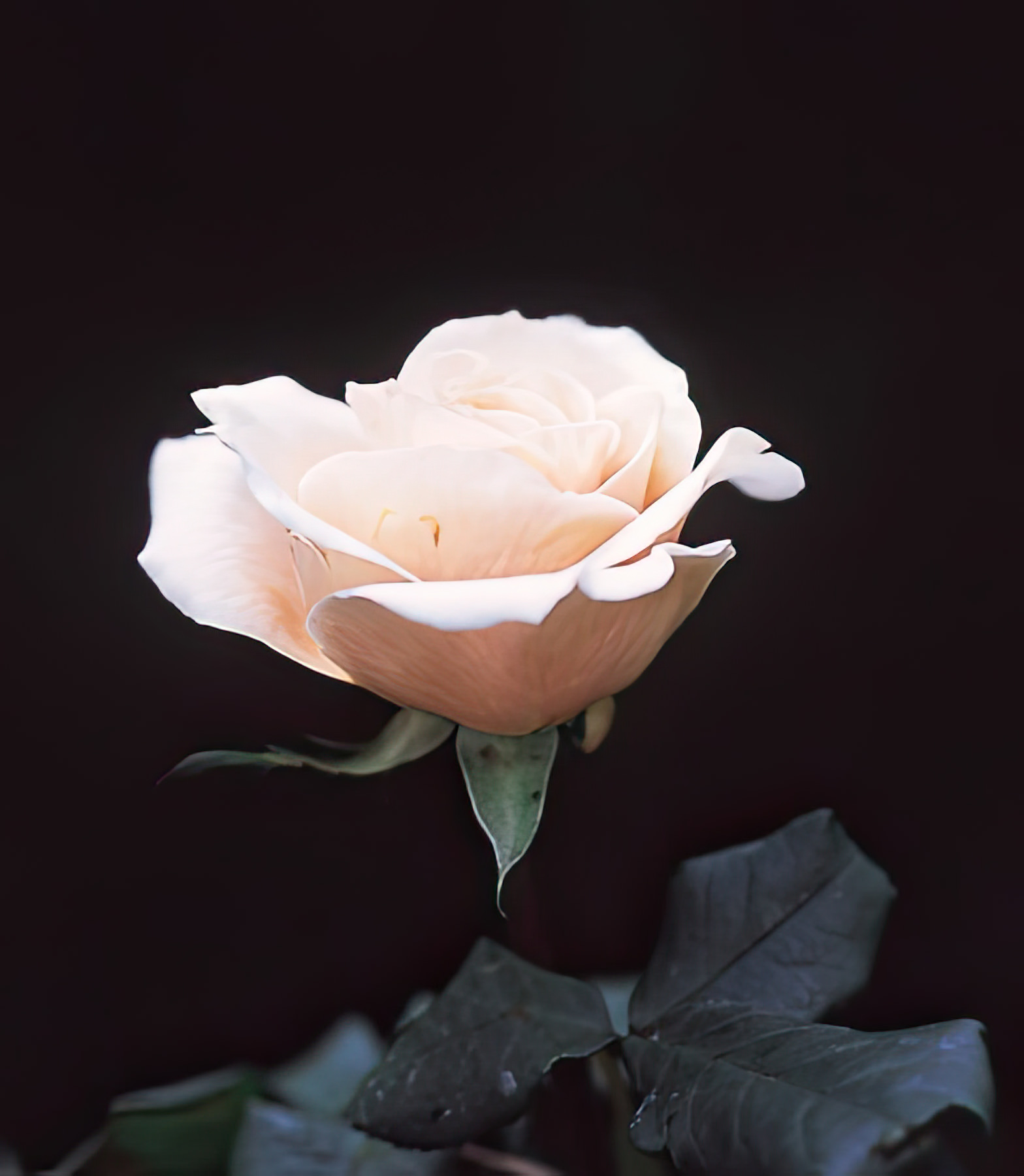 Uma bela rosa de cor viva, cercada por folhas verdes exuberantes em um jardim tropical, simbolizando a natureza vibrante e a beleza das flores tropicais. A rosa apresenta p&eacute;talas delicadas que capturam a luz do sol, real&ccedil;ando sua cor distinta contra o fundo verde.