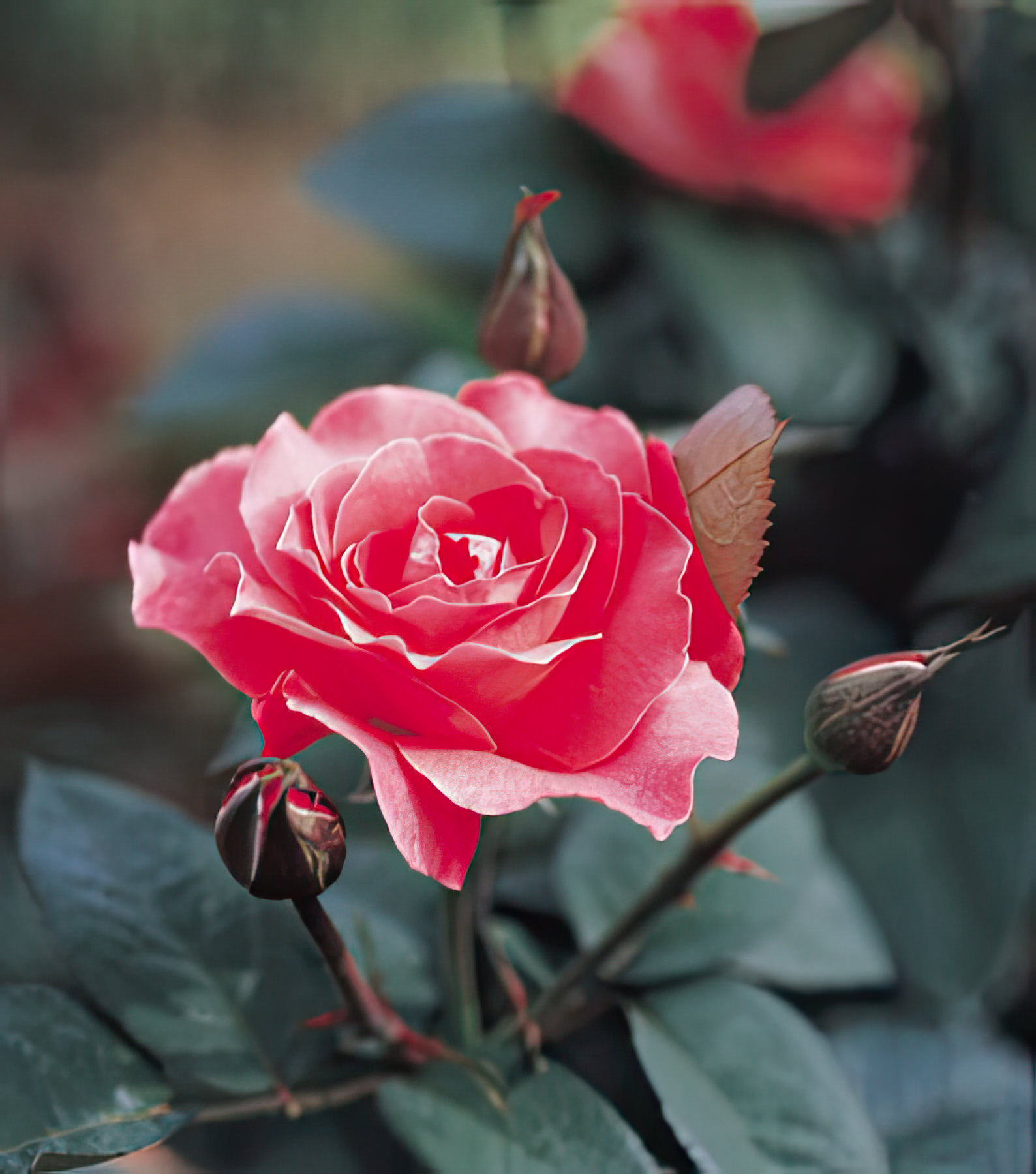 A imagem exibe v&aacute;rias rosas de diferentes cores e esp&eacute;cies, florescendo em um jardim tropical. As p&eacute;talas vibrantes refletem a luz do sol, mostrando a beleza e a diversidade das flores, rodeadas por folhagens verdes e saud&aacute;veis, caracterizando um ambiente bem cuidado e luminoso.