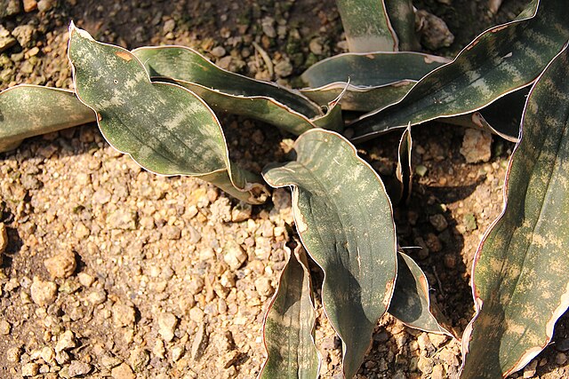 Sansevieria pethera