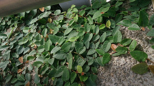 Ficus pumila