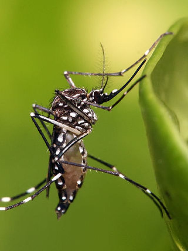 cropped-dengue-como-usar-o-hipoclorito-de-sodio-no-combate-ao-aedes-aegypti-wikimedia-commons-muhammad-mahdi-karim.jpg