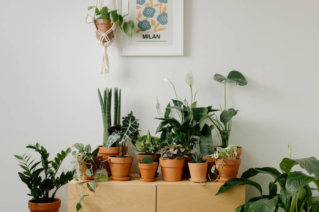 5 plantas que vão melhorar a energia da sua casa. Na foto, plantas em vasos de barro.