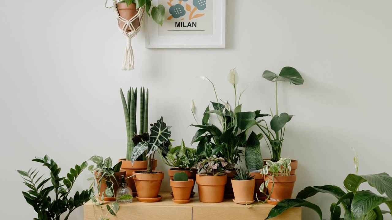 5 plantas que vão melhorar a energia da sua casa. Na foto, plantas em vasos de barro.
