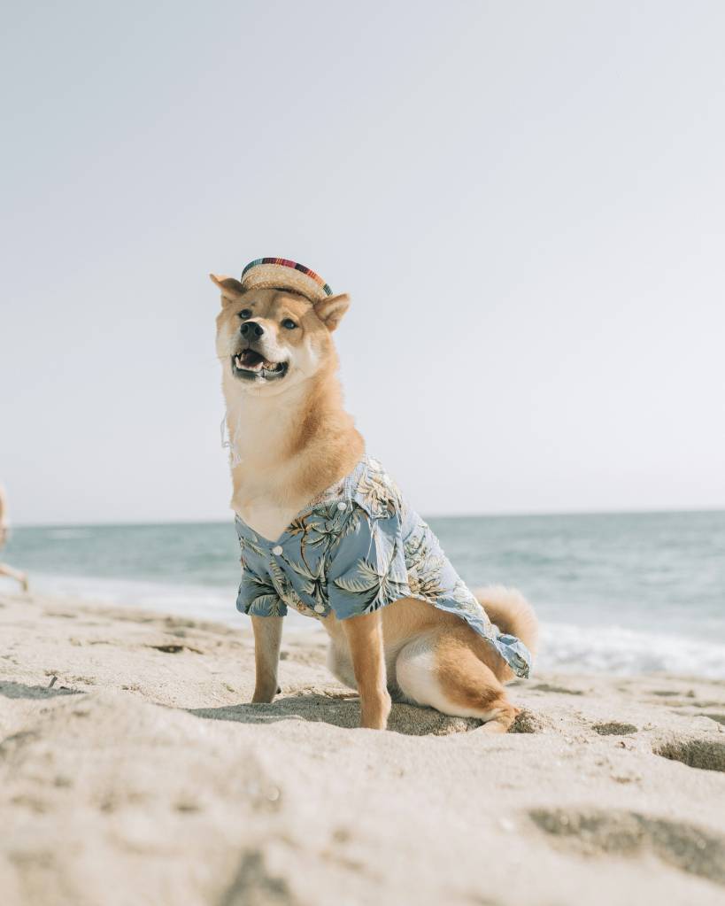 dicas-para-manter-os-pets-refrescados-e-saudaveis-no-verao-andre-tan-unsplash Dicas para manter os pets refrescados e saudáveis no verão