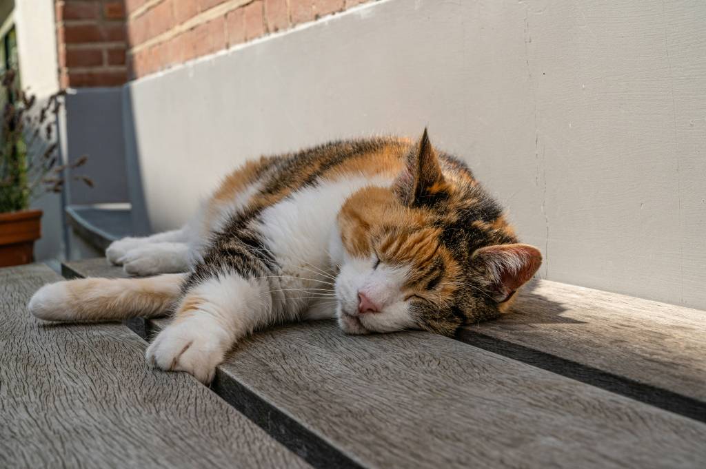 dicas-para-manter-os-pets-refrescados-e-saudaveis-no-verao-mike-van-den-bos-VAL-unsplash Dicas para manter os pets refrescados e saudáveis no verão