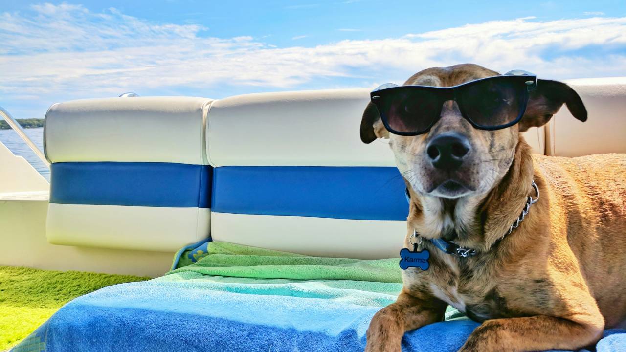Dicas para manter os pets refrescados e saudáveis no verão