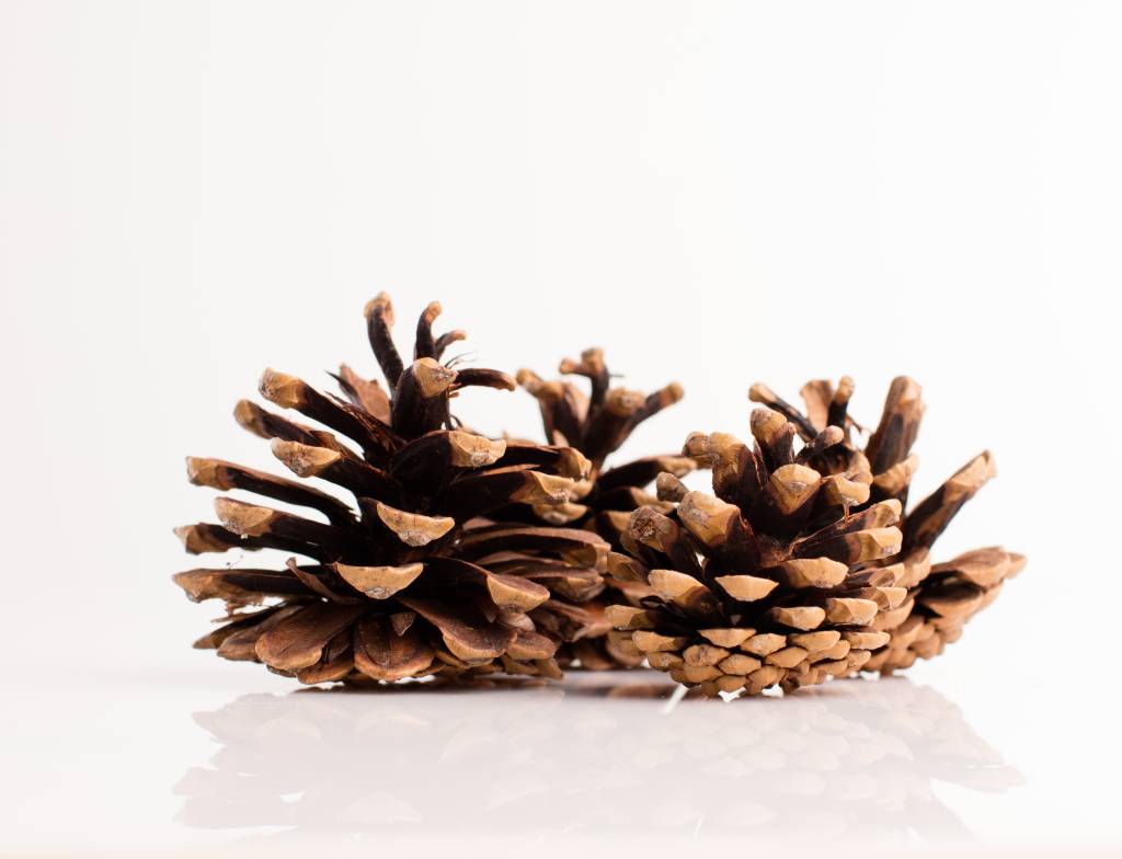 5 aromatizadores naturais fáceis e baratos para fazer em casa e ter um lar perfumado