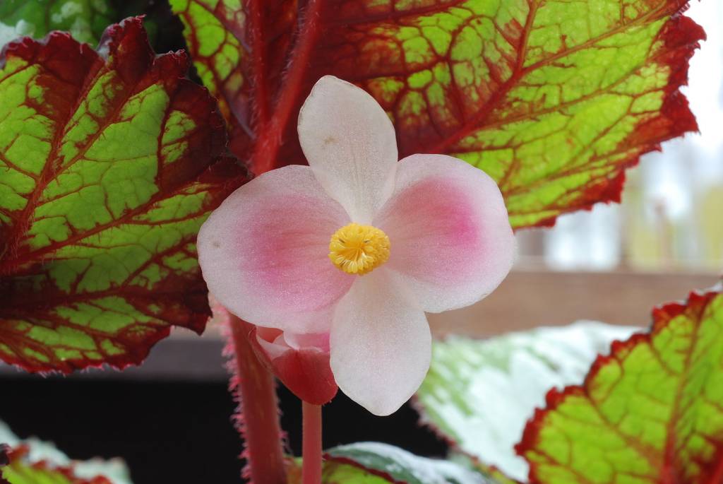 begonia-rex-planta-gcornelis Ambientes escuros? Conheça 4 plantas que desafiam a falta de luz!