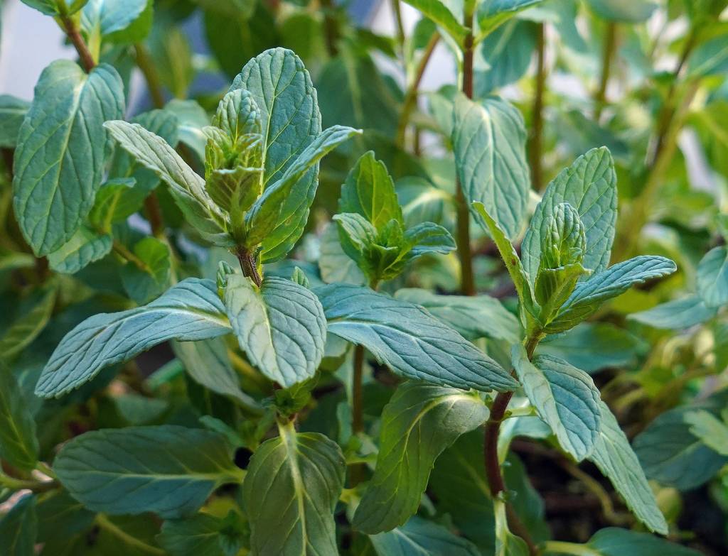 menta-plantas-commonists Ambientes escuros? Conheça 4 plantas que desafiam a falta de luz!