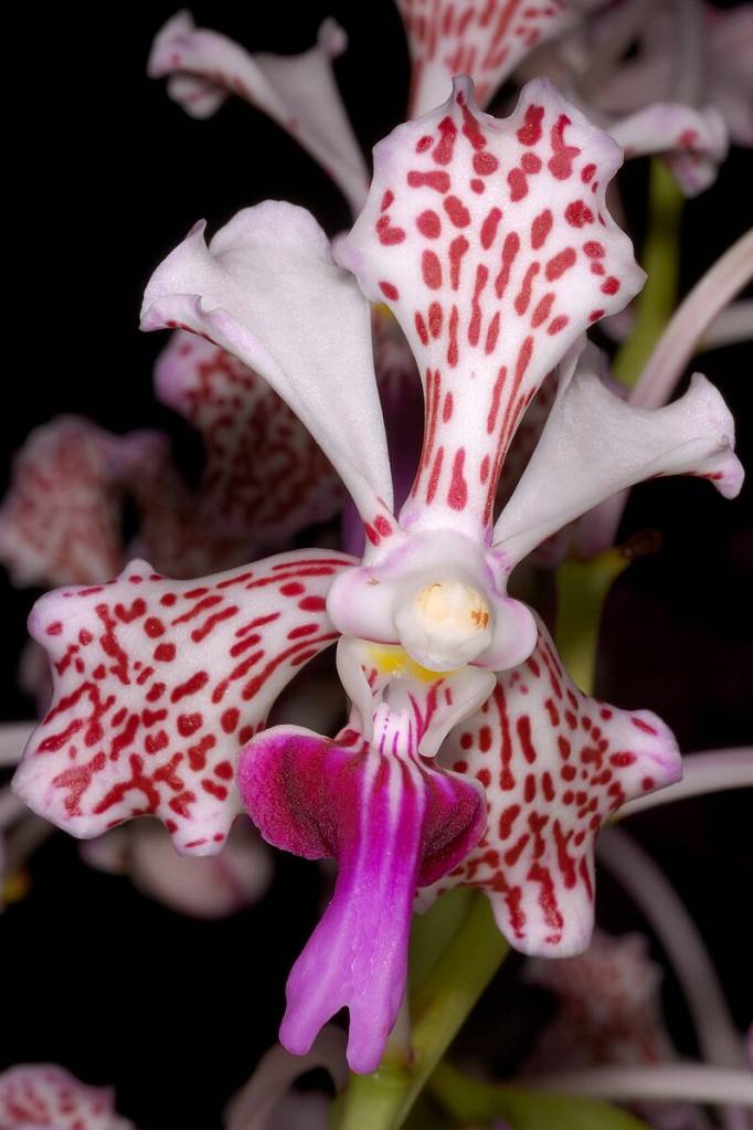 orquidea-vanda-tricolor-wikimedia-commons- Guia Completo de Orquídeas Populares. Vanda tricolor