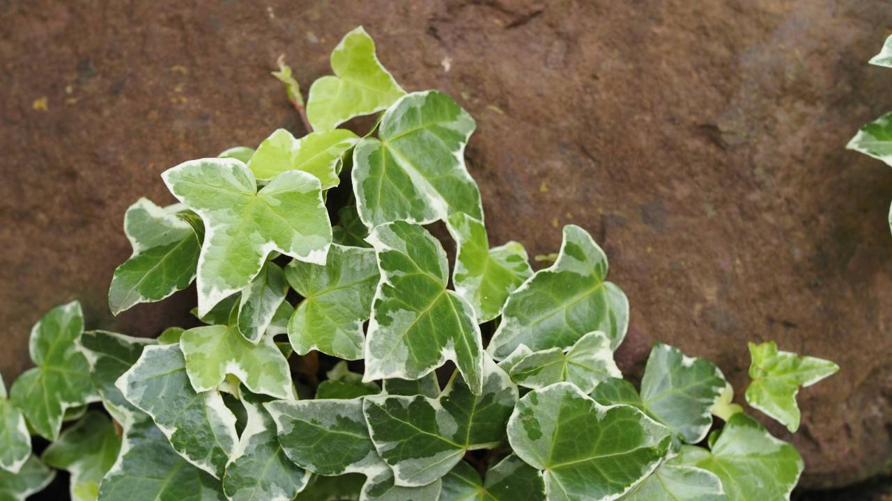 Como cultivar a planta hera na sua casa