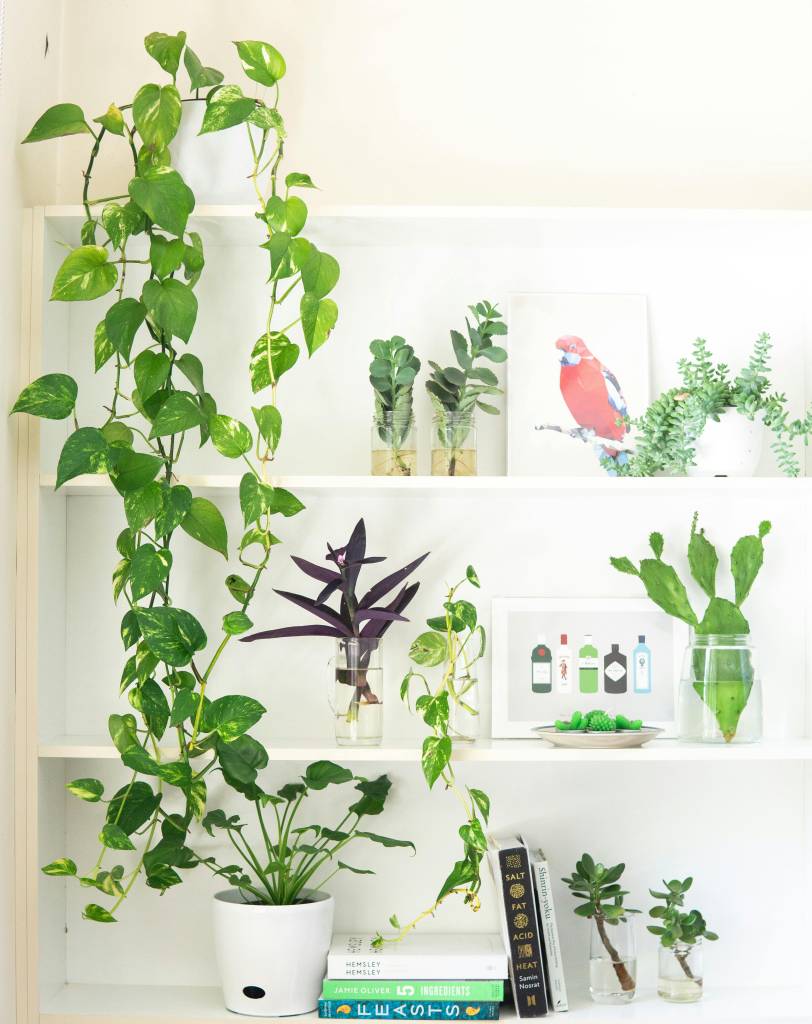 Como-cultivar-a-planta-hera-na-sua-casa-3 Como cultivar a planta hera na sua casa