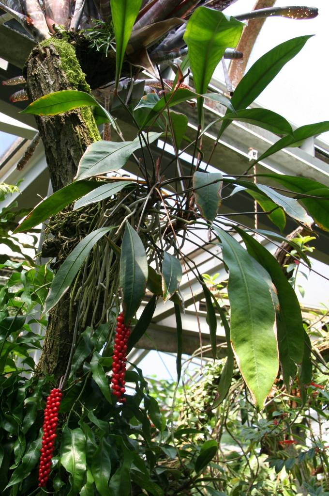 Tipos-de-anturio-que-voce-provavelmente-nao-conhece-01 Tipos de antúrio que você provavelmente não conhece. Na foto, espécie Anthurium gracile.