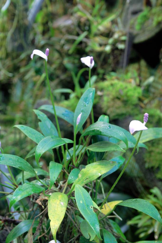 Tipos-de-anturio-que-voce-provavelmente-nao-conhece-02 Tipos de antúrio que você provavelmente não conhece. Na foto, espécie Anthurium amnicola.
