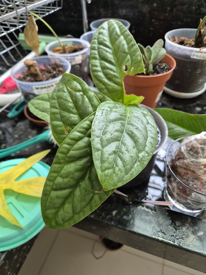Tipos de ant&uacute;rio que voc&ecirc; provavelmente n&atilde;o conhece. Na foto, esp&eacute;cie Anthurium radicans.