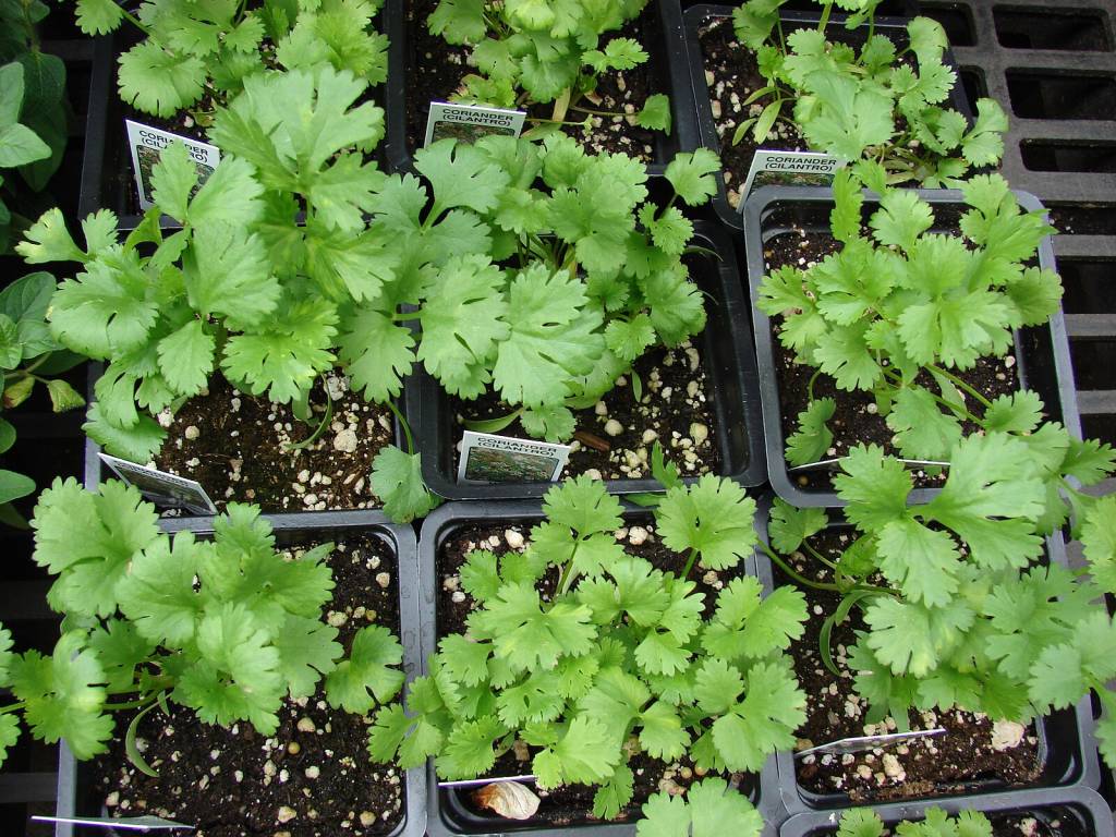 Coentro fresco em casa: como cultivar o tempero polêmico!