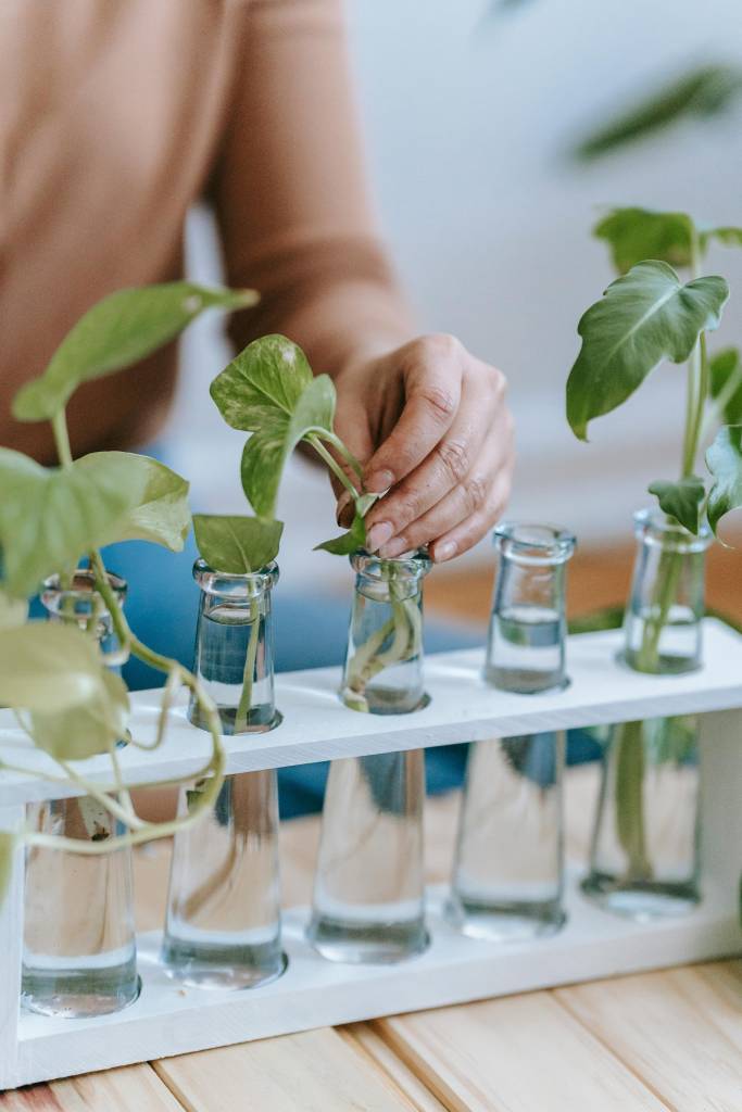 Como plantar mudas na água: renove vasos e hortas com a estaquia
