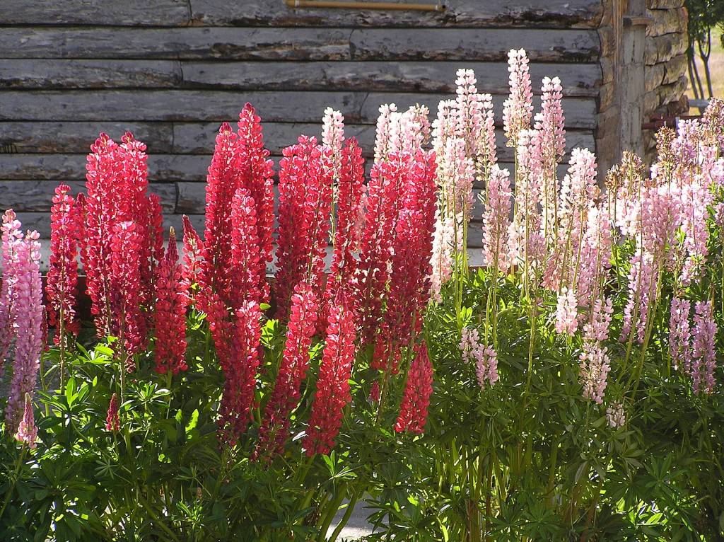 o-que-plantar-abril-lupino-wikimedia-commons- mr-tickle-flores Jardim e horta de outono: o que plantar em abril? Na foto, lupinos.