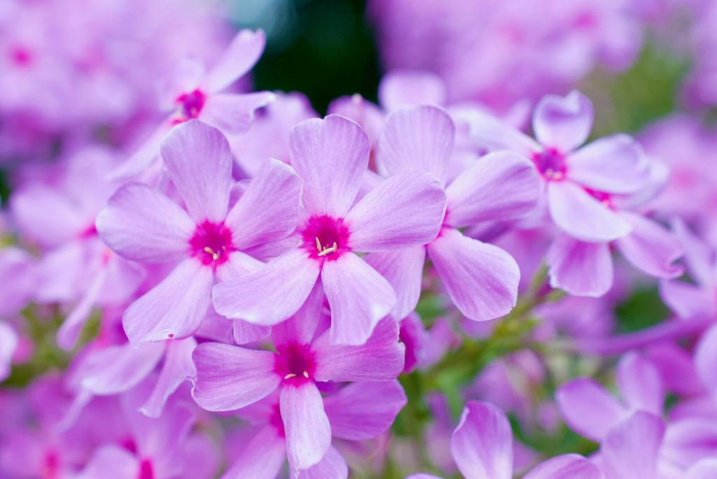 o-que-plantar-abril-pholx-wikimedia-commons-ronincmc.jpg Jardim e horta de outono: o que plantar em abril? Na foto, phlox.