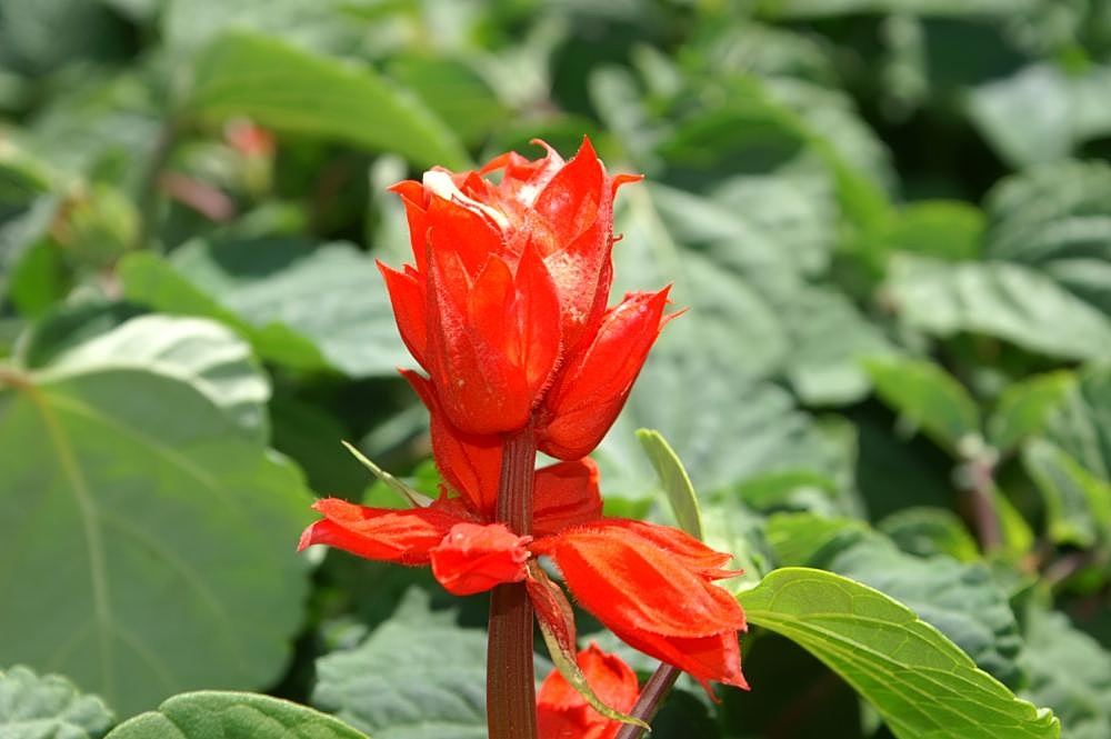 o-que-plantar-abril-salvia-wikimedia-commons-david-j-stang-flores.jpg Jardim e horta de outono: o que plantar em abril? Na foto, Salvia splendens.