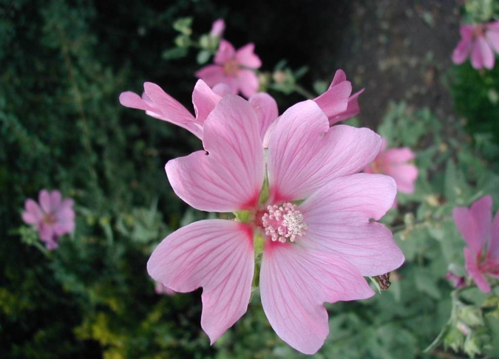 o-que-plantar-em-abril-lavatera-wikimediacommons-sten-porse-flores Jardim e horta de outono: o que plantar em abril? Na foto, Lavatera.