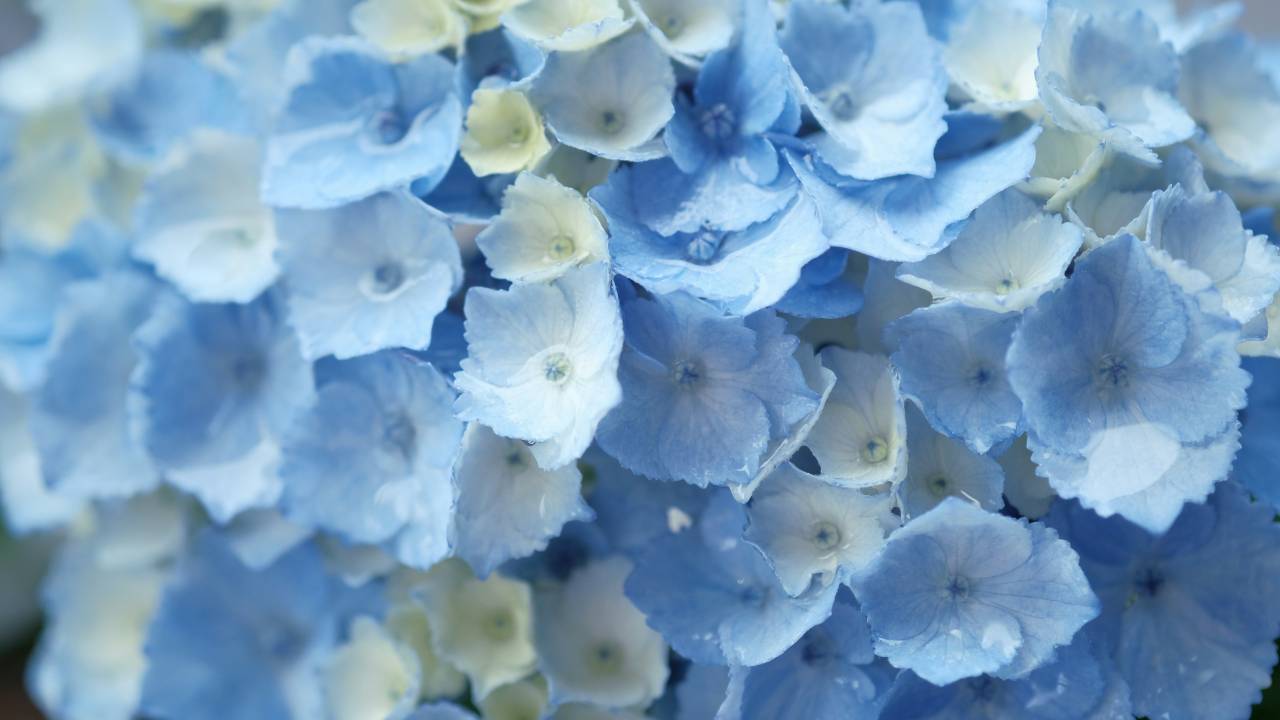 Flores azuis para o seu jardim e decoração
