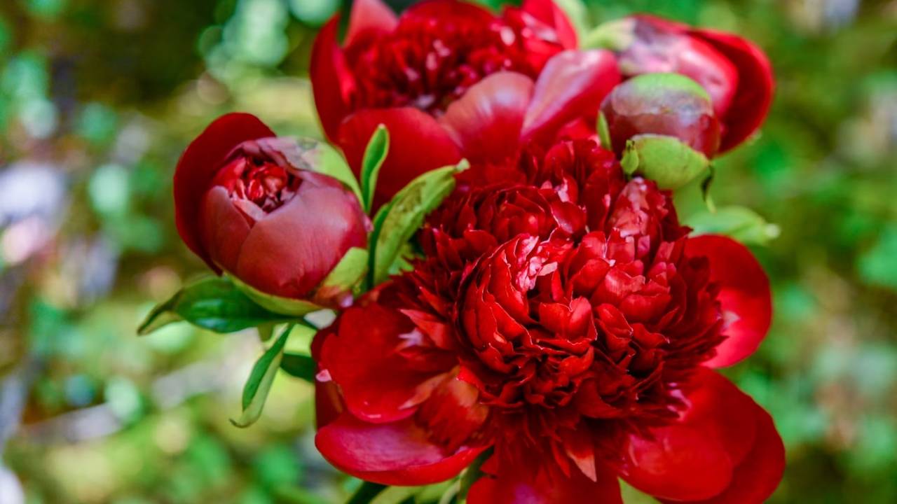 Dia das Mães: descubra quais são as flores populares pelo mundo para presentear