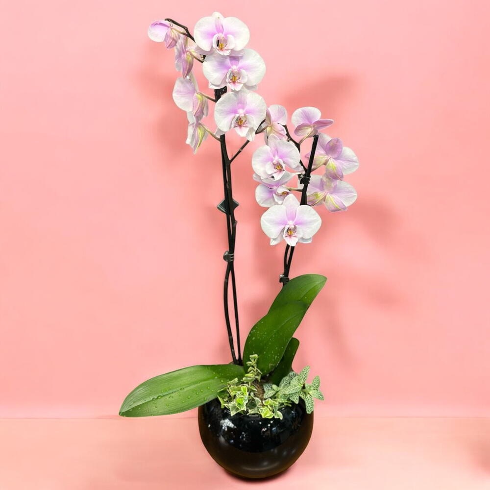 dia-das-maes-descubra-quais-sao-as-flores-populares-pelo-mundo-para-presentear-11 Dia das Mães: descubra quais são as flores populares pelo mundo para presentear