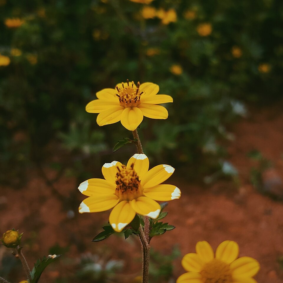 dia-das-maes-descubra-quais-sao-as-flores-populares-pelo-mundo-para-presentear-12 Dia das Mães: descubra quais são as flores populares pelo mundo para presentear