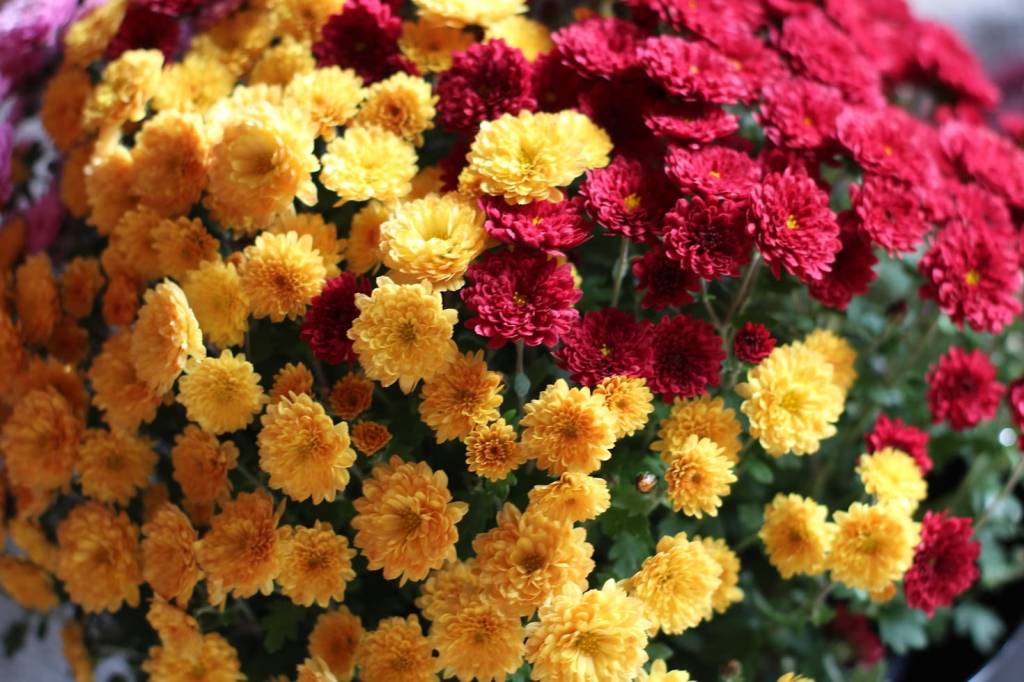 dia-das-maes-descubra-quais-sao-as-flores-populares-pelo-mundo-para-presentear-13 Dia das Mães: descubra quais são as flores populares pelo mundo para presentear
