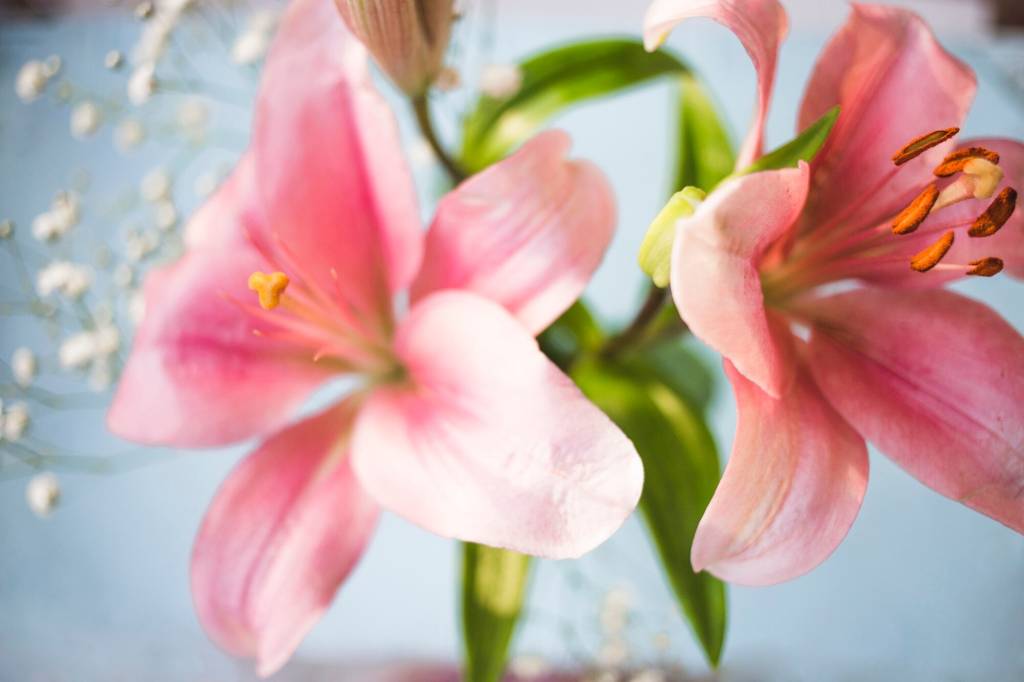 flores-buque-dia-das-maes-lirio-freepik Dia das Mães: veja qual é a flor perfeita para cada tipo de mãe! Lírio