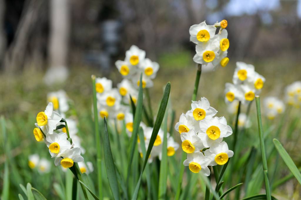narcisos-como-plantar-a-flor-que-estampou-o-tapete-azul-do-met-gala-victor217 Narcisos: como plantar a flor que estampou o tapete azul do MET Gala!