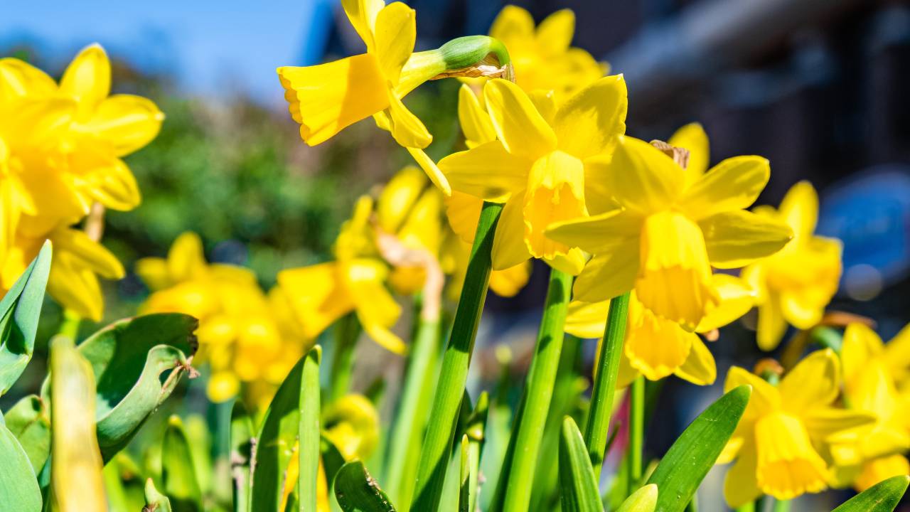 Narcisos: como plantar a flor que estampou o tapete azul do MET Gala!
