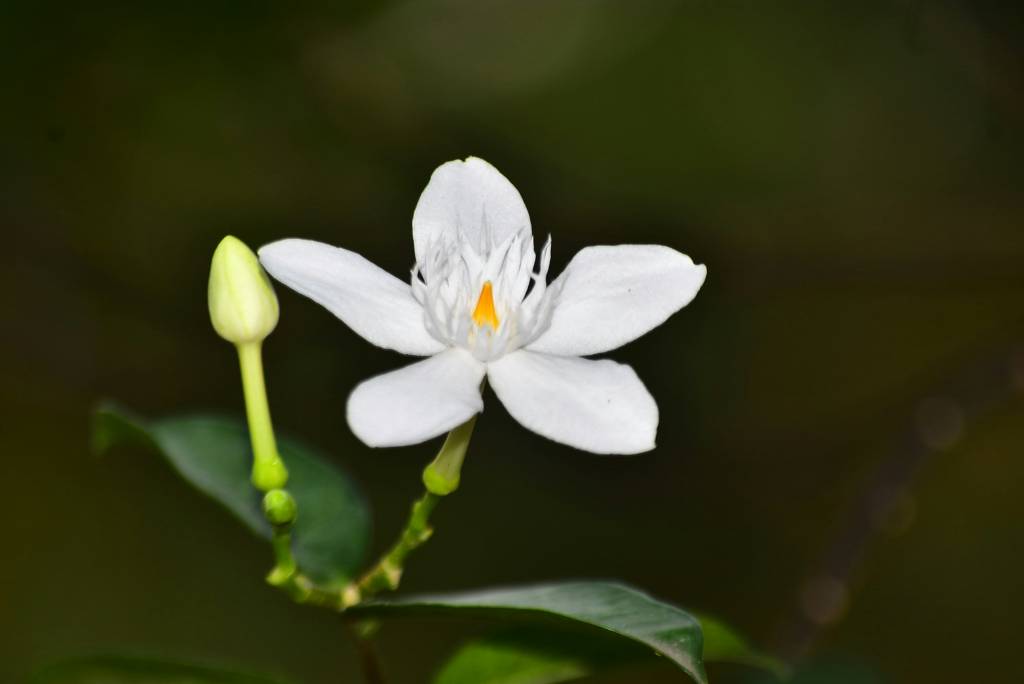 dia-dos-namorados-veja-quais-sao-as-flores-tendencia-no-mundo-fachtu-robbi-almalik-unsplash Dia dos Namorados: veja quais são as flores tendência no mundo