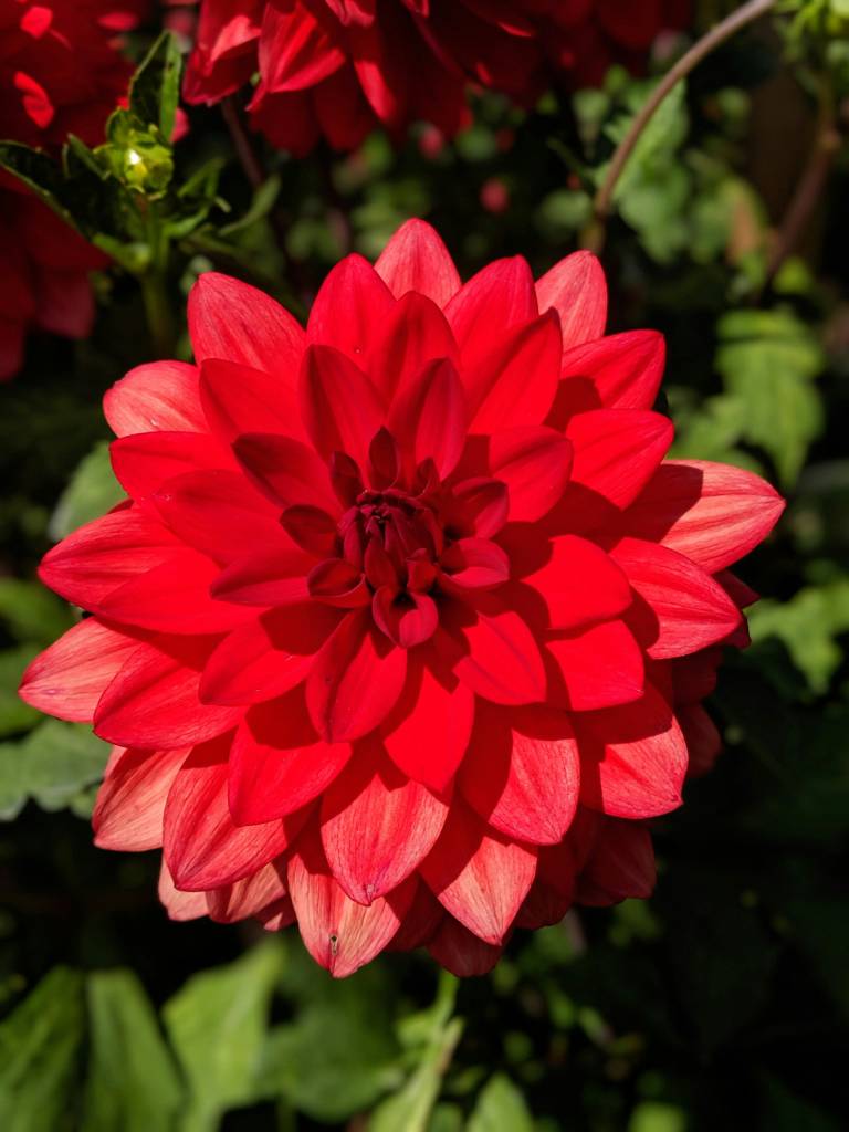 dia-dos-namorados-veja-quais-sao-as-flores-tendencia-no-mundo-stephanie-mulrooney-unsplash Dia dos Namorados: veja quais são as flores tendência no mundo