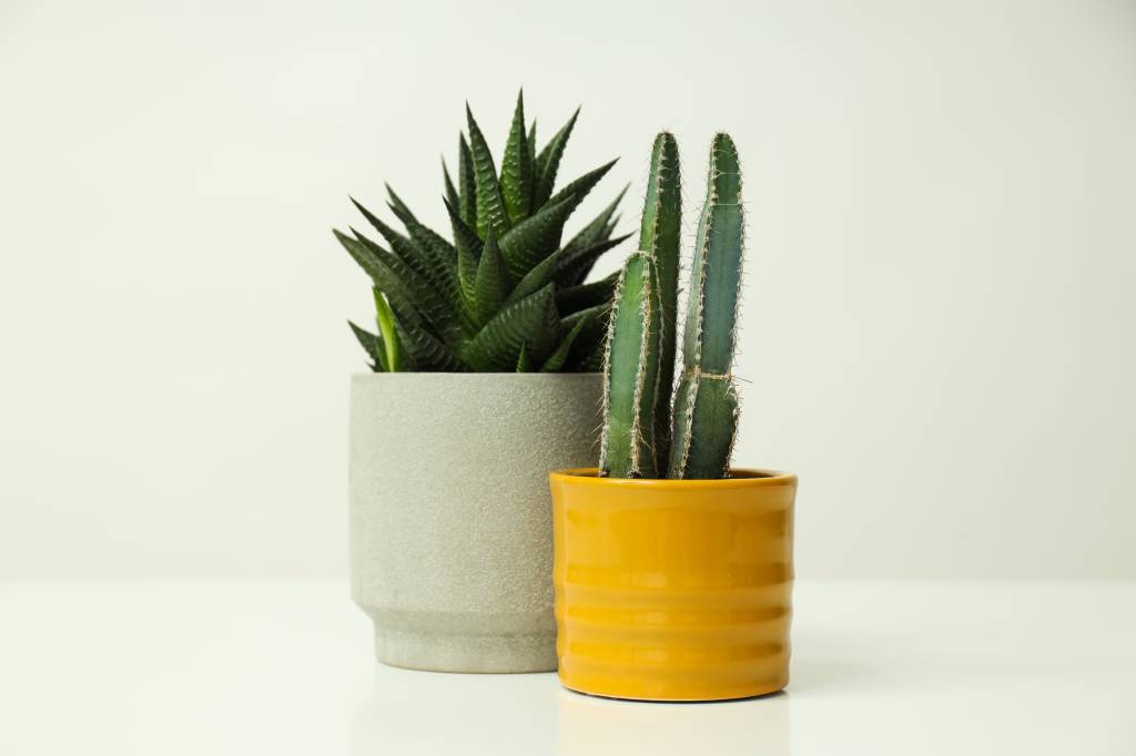 Dicas essenciais para preparar os vasos para plantar