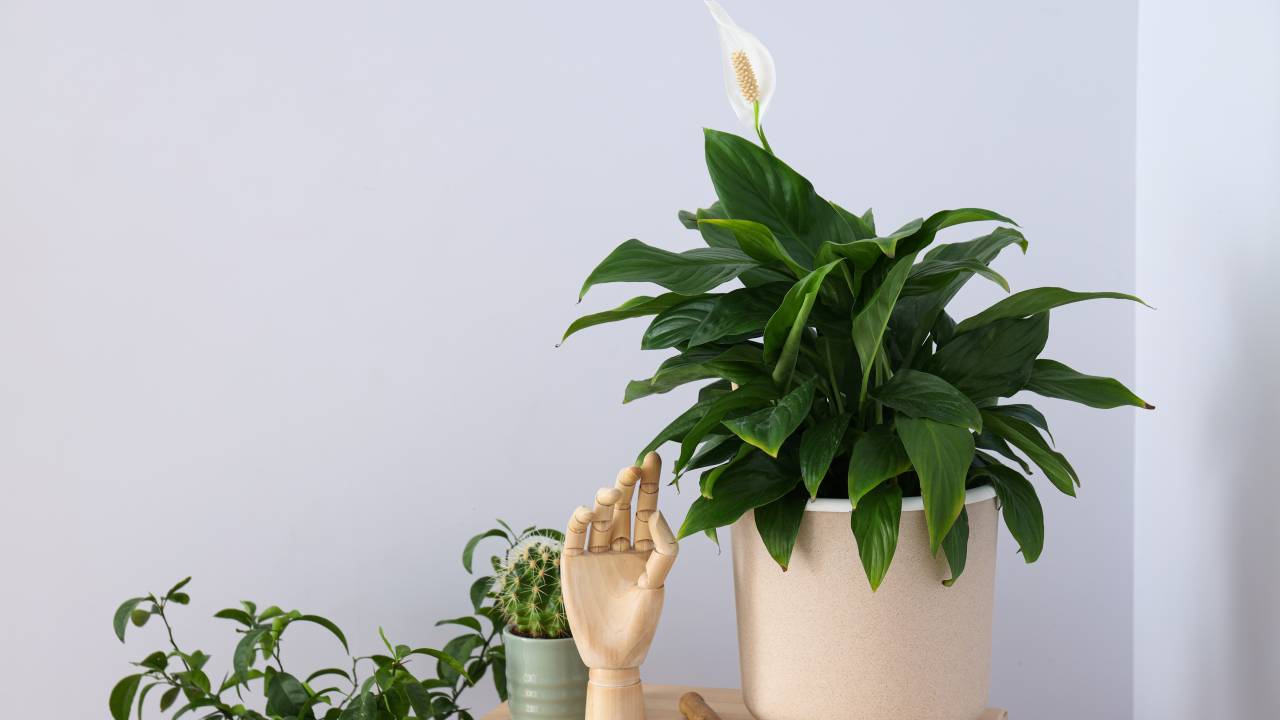 7 plantas que você pode regar com um cubo de gelo!