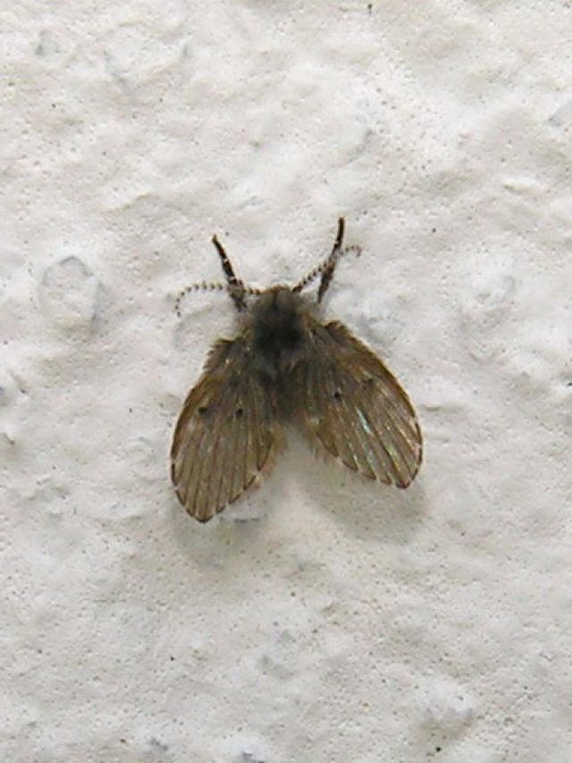 cropped-mosca-de-banheiro.jpg