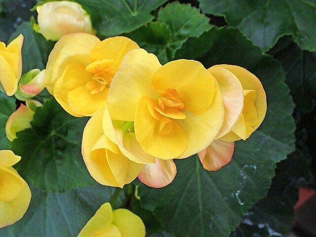 8 flores lindas para plantar no inverno