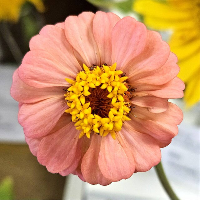 8 flores lindas para plantar no inverno