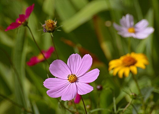 8 flores lindas para plantar no inverno