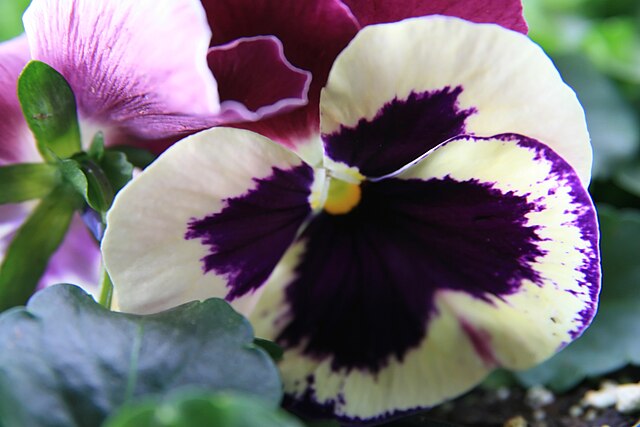 8 flores lindas para plantar no inverno