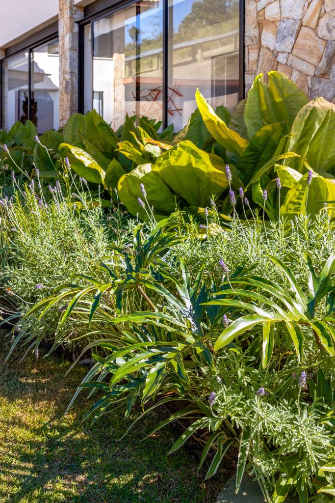 plantas-paisagismo-lavanda-julio-sousa-paisagismo Flores e frio: veja 4 espécies que florescem no inverno! Projeto de Julio Sousa Paisagismo