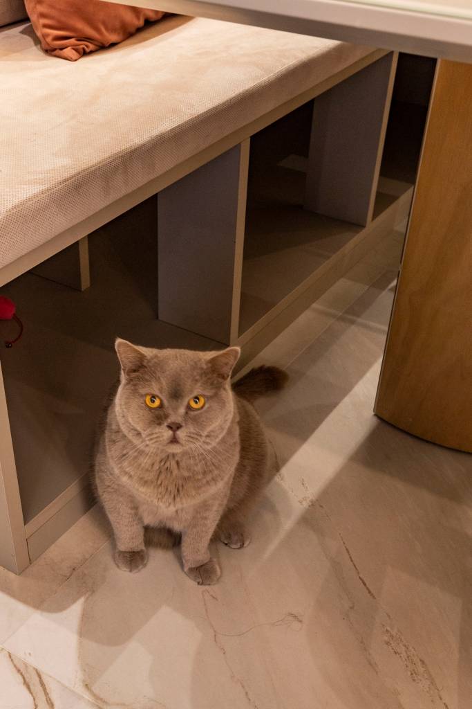 Dia dos Pets: 5 projetos com cantinhos exclusivos para cães e gatos. Projeto de Daniela Funari.