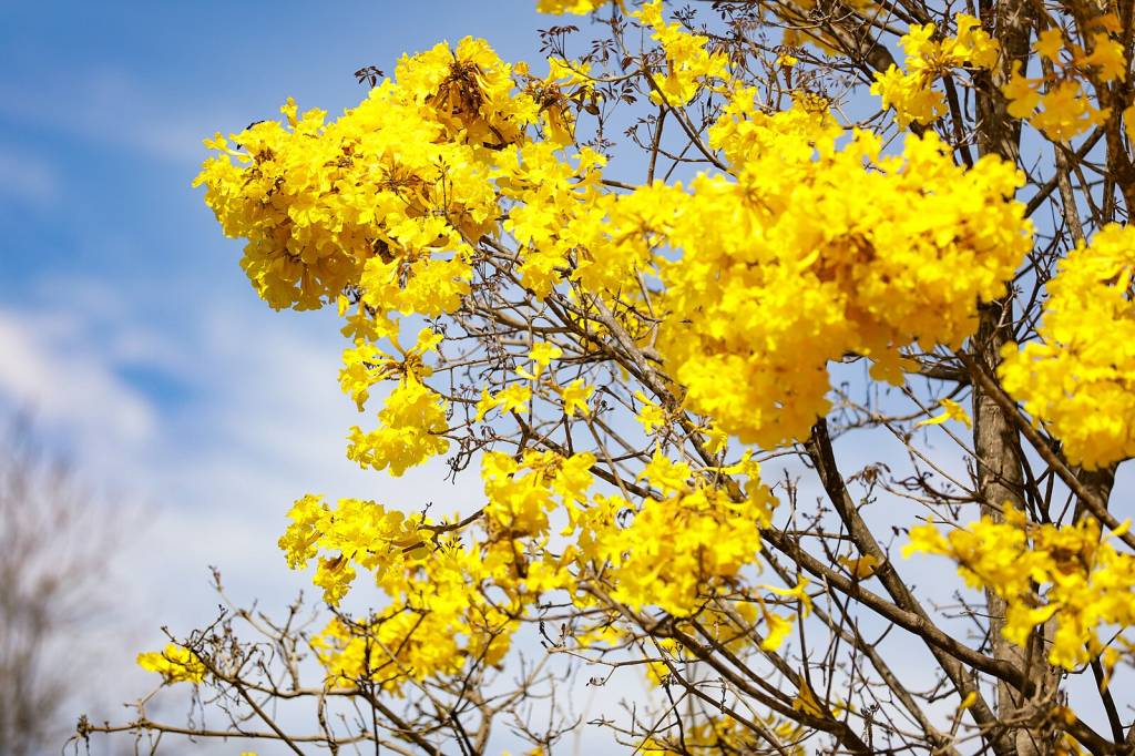 É a época de florada dos ipês!