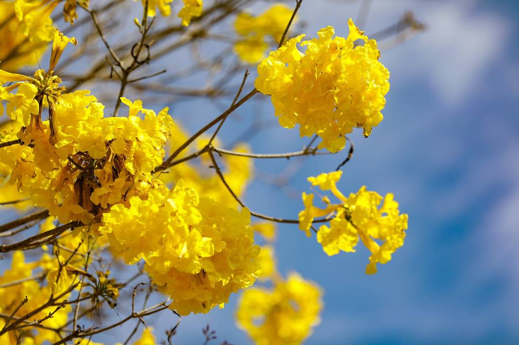 É a época de florada dos ipês!