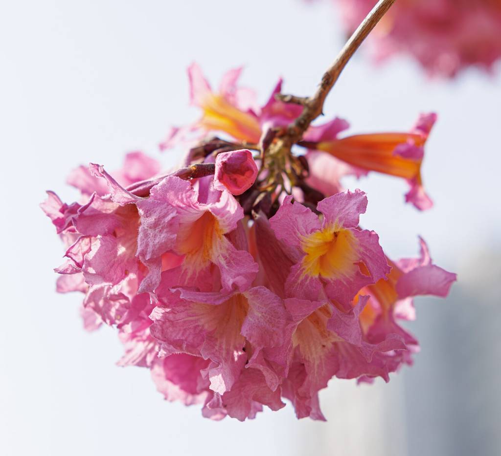 É a época de florada dos ipês!