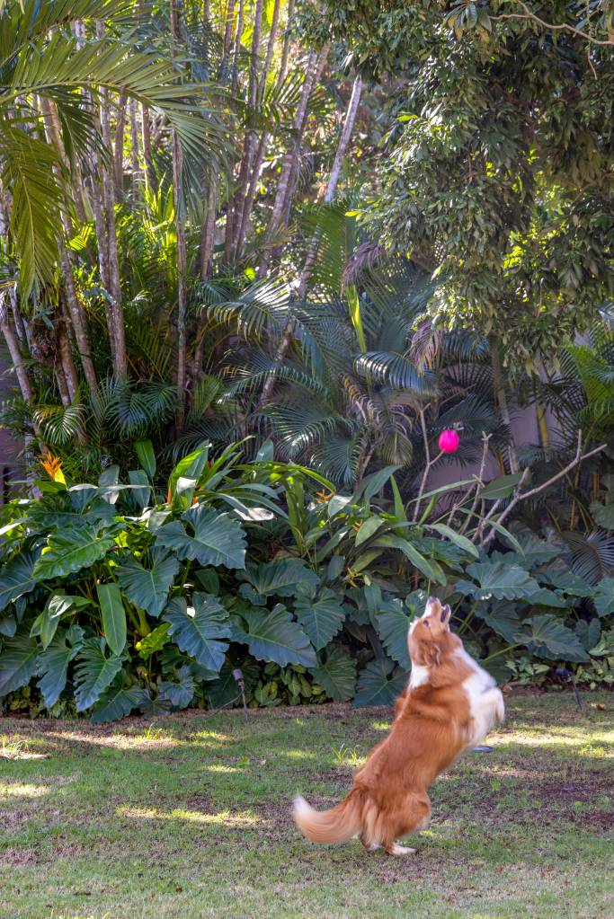 A transformação de um jardim tropical: conheça o projeto de paisagismo no Itanhangá. Projeto de Horto Girassol.