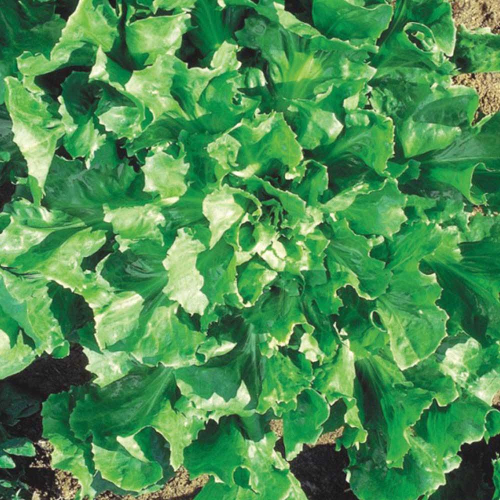 Comece hoje o seu jardim detox!