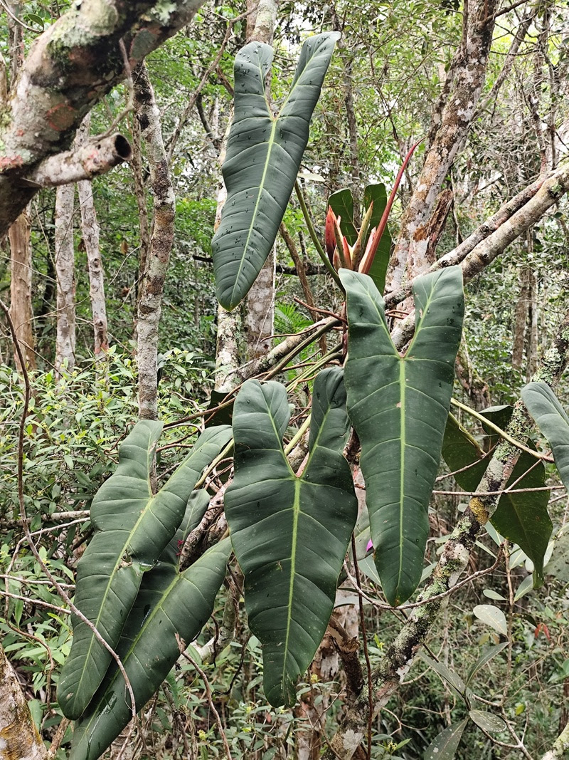 Nova esp&eacute;cie de filodendro &eacute; descoberta no Esp&iacute;rito Santo!